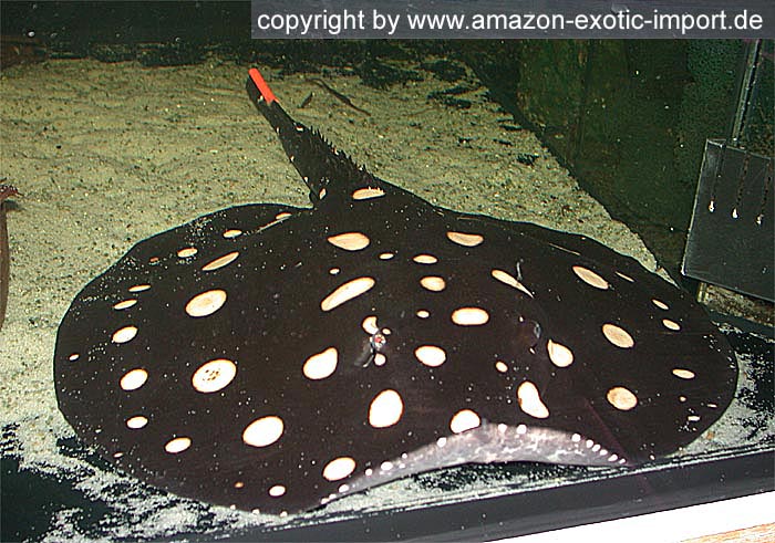 Potamotrygon leopoldi